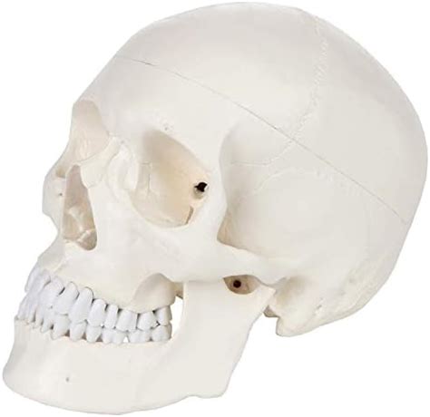 Myaskro® - Boneset For Medical Students (MBBS) , Bilateral , 96% ...