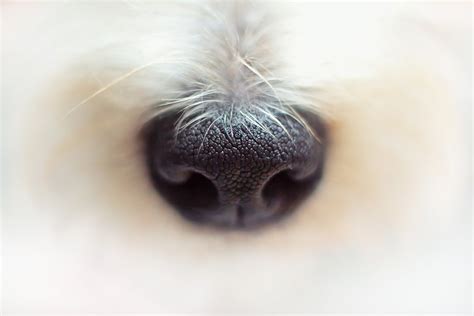 Why Is a Dog’s Nose Wet? - Vet Help Direct