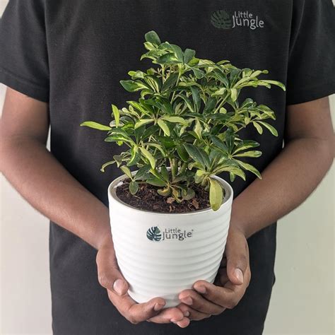 LittleJungle Anthurium Schefflera Miniature Variegated - Live Plant ...