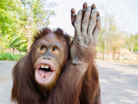 Image result for Chimp Learn Sign Language