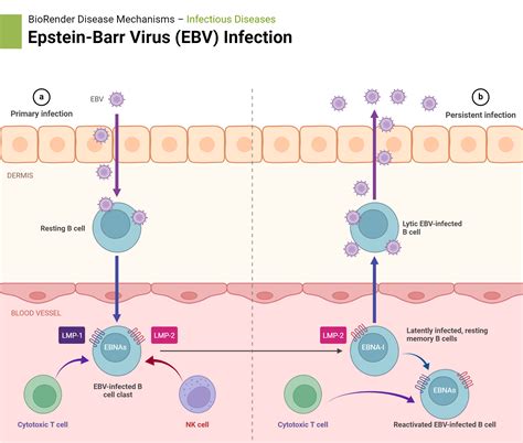 Epstein-Barr Virus (EBV) Infection | BioRender Science Templates