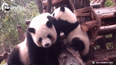 Image result for Pandas Library Python Application