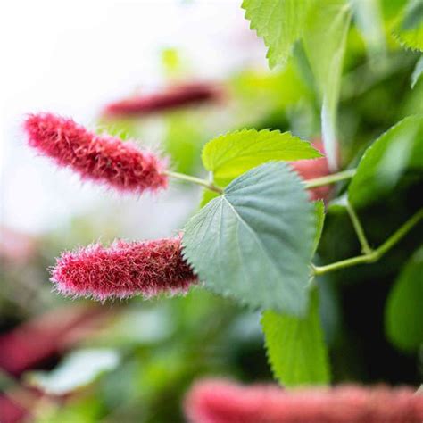 Buy Acalypha hispida alba - Plant online from Nurserylive at lowest price.