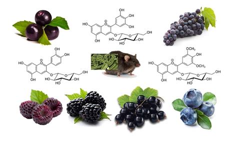 Metabolic Effects of Berries with Structurally Diverse Anthocyanins