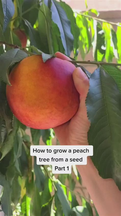 78 Fruit trees ideas | fruit trees, fruit garden, growing fruit trees