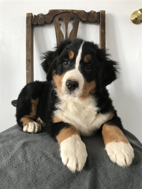 Bernese Mountain Dog Puppies For Sale | Walnut Creek, OH #274168