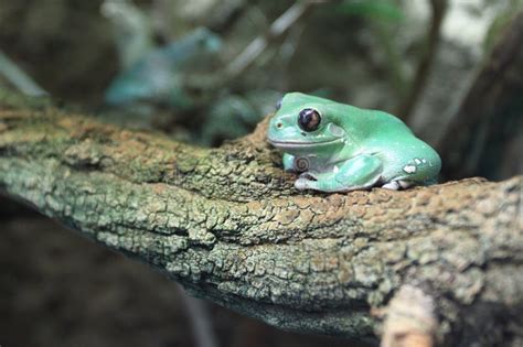 Image result for Tree Frog Sitting