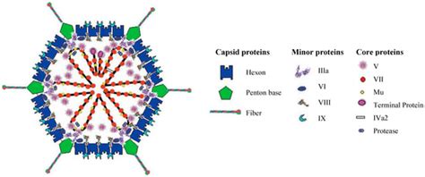 Viruses | Special Issue : Adenoviral Vectors