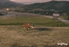 Image result for Exploding Cow GIF