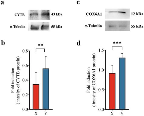 Proteomic and Metabolomic Profiling Reveals Alterations in Boar X and Y Sperm