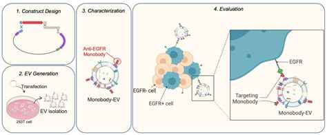 Design and Evaluation of Engineered Extracellular Vesicle (EV)-Based ...