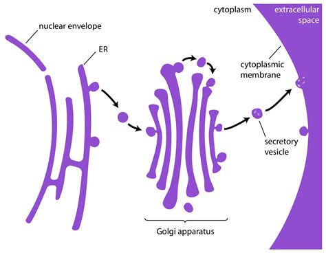 Secretory Vesicle In Animal Cell