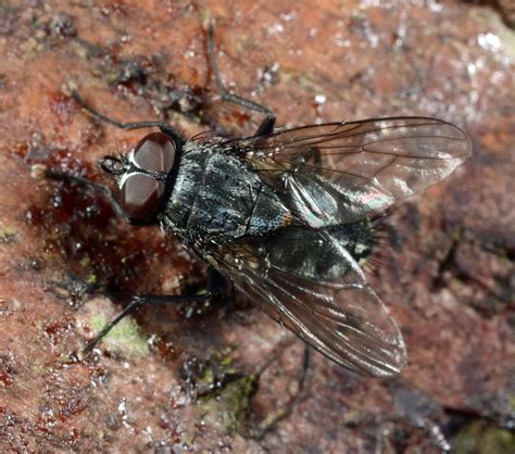 Makrofotografering af fluer fra Danmark