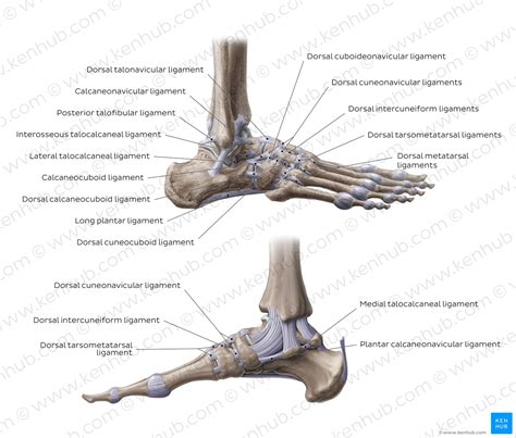Anatomy Of Foot Ligaments