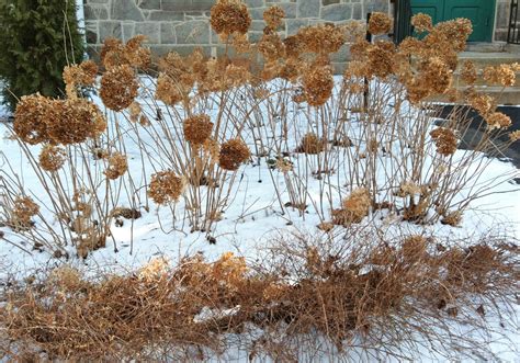 Do Hydrangeas Flower In Winter at Branden Chandler blog