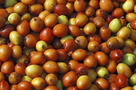 ये 7 फायदे सुनकर आप जरूर खाएंगे बेर - 7 health benefits of jujube - AajTak