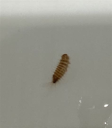 Larva of a carpet beetle - PEST CONTROL CANADA