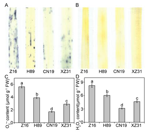 Comparison on Photosynthesis and Antioxidant Defense Systems in Wheat ...