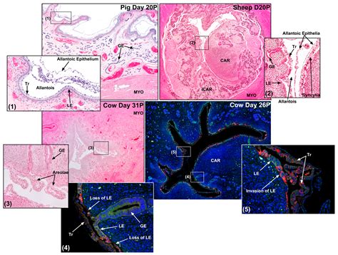 Conceptus Elongation, Implantation, and Early Placental Development in ...