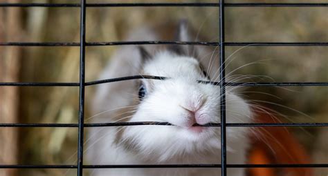 Do Rabbits Bite? Understanding Why & What To Do - Every Bunny Welcome