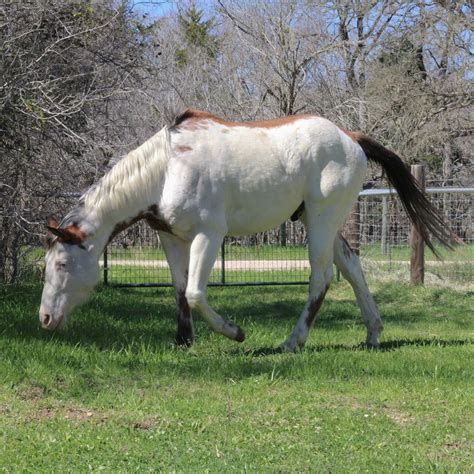 What Is a Medicine Hat Horse? (Story, Appearance & Price) – Wild Jolie
