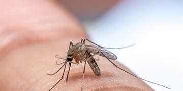 Pest Exhibit – Mosquitoes | Mortein IN | Mortein