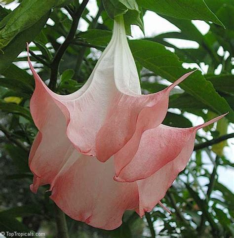 Vital tapasya : spiritual meaning of flower by The Mother