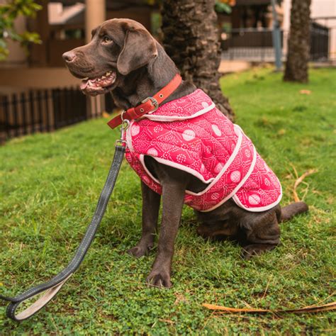Indian Prints: The Hottest Trend in Dog Clothing – Flury