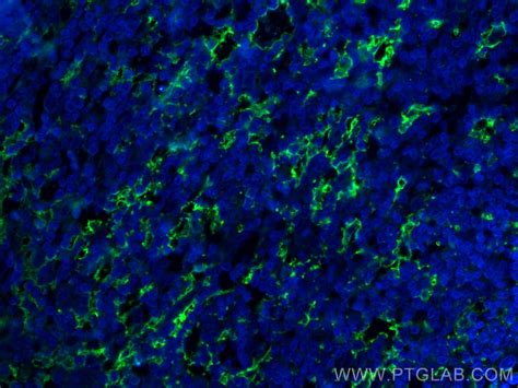 CD11c antibody (60258-1-Ig) | Proteintech