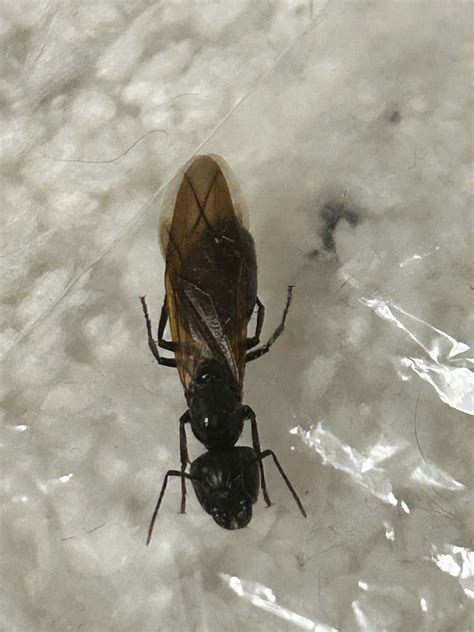 QUEEN CARPENTER ANT???HELP : r/ants