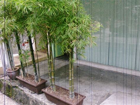 Pretty Gardens: Growing Bamboo In Containers