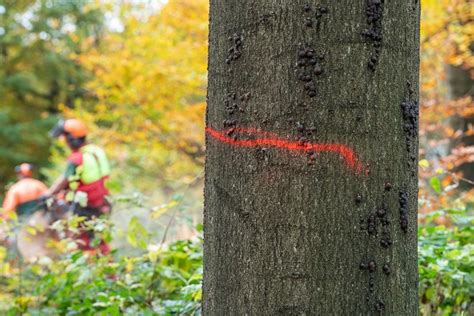 Holzeinschlag 2023 sinkt