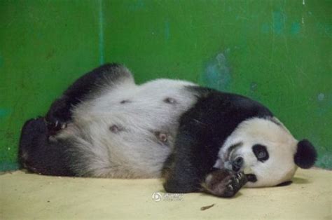 英媒：大熊猫假孕或意在提高“生活品质”_新浪新闻