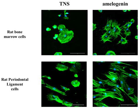 Effect of Amelogenin Coating of a Nano-Modified Titanium Surface on ...