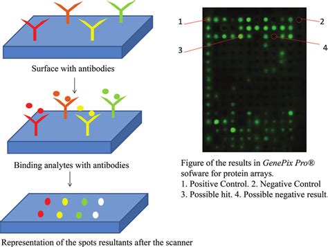 Microarray Technology a Level 的图像结果