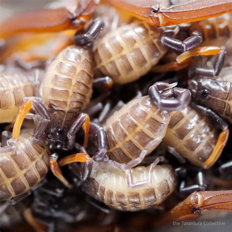 Centruroides gracilis (Florida Bark Scorpion) Care — The Tarantula Collective