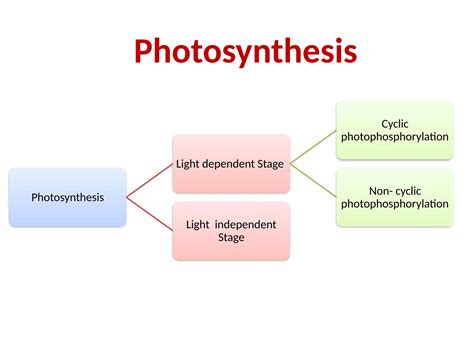 Image result for Basic Photosynthesis