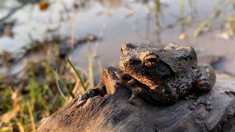 Image result for Tree Frog Catching