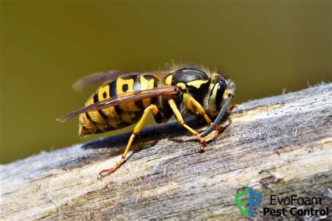 Safely Remove a Wasp Nest in Manor, TX: No Damage