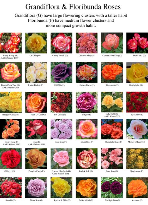 Grandiflora & Floribunda Roses at The Family Tree Garden Center 2024