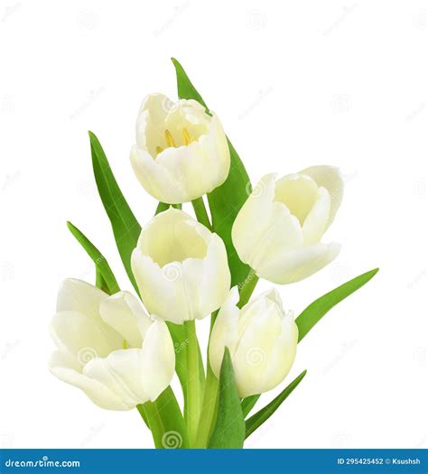 Bouquet of White Tulip Flowers Isolated Stock Photo - Image of clip ...