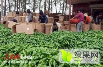 全国辣椒种植图鉴，3000万亩辣椒如何分布？_腾讯新闻