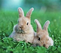 Image result for Funny Bunny Rabbit