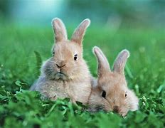 Image result for Funny Easter Bunny Drawing