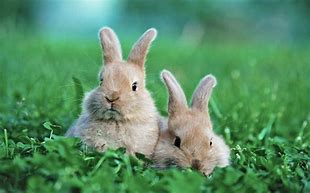 Image result for Cute Funny Bunnies