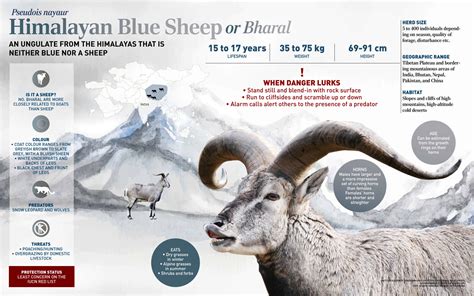 Himalayan Blue Sheep Female With Cub (Pseudois Nayaur) Aka Himalayan