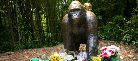 Harambe the gorilla put zoo in a lose-lose situation – by being himself