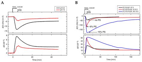 A QCM-D Study of the Interaction of Early Endosomal Antigen 1 (EEA1 ...