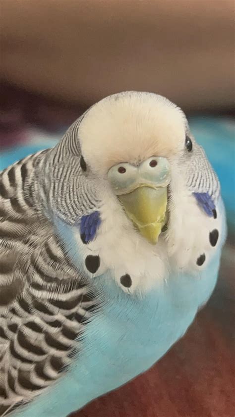 two stages of budgie judgement 😂 : r/budgies