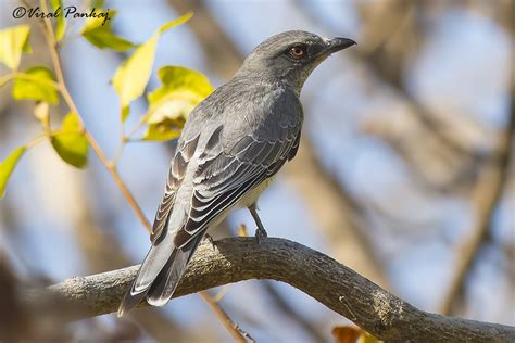 Large Cuckooshrike (Indian) - eBird